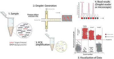 Advances in the differential molecular diagnosis of vesicular disease pathogens in swine